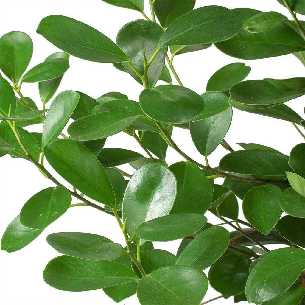Ficus microcarpa 'Moclame' 